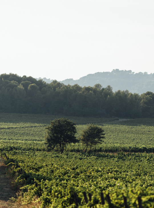 Paysage vallonné avec vignes et arbres, trois personnes se promènent dans un champ verdoyant.