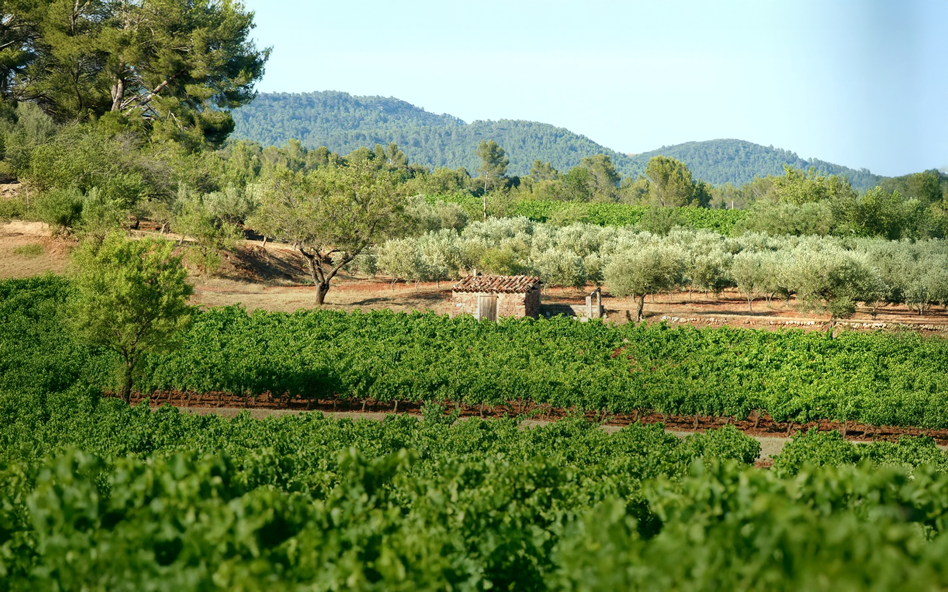 Paysage rural méditerranéen avec vignes et oliviers sous les montagnes.