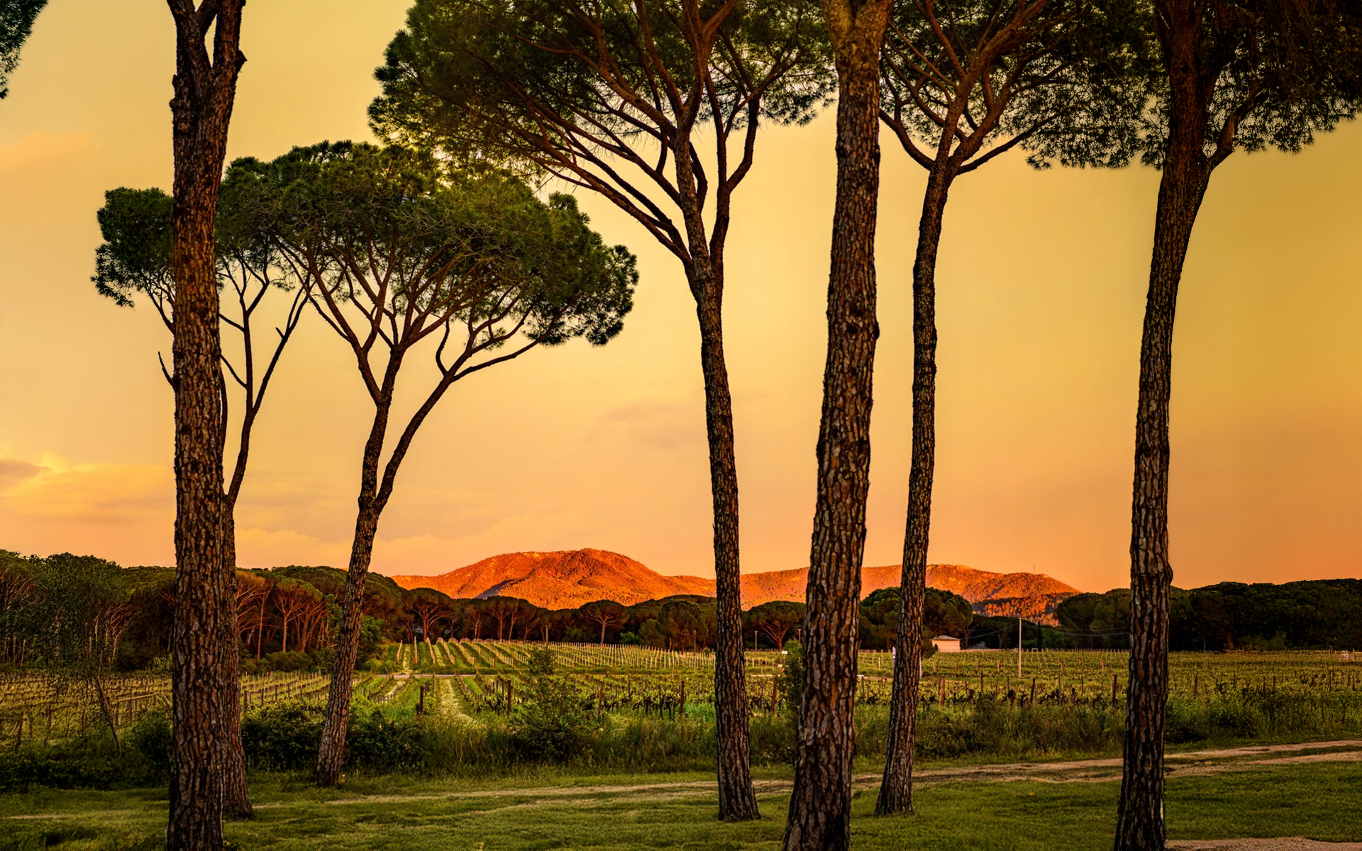 Paysage ensoleillé avec des pins et des vignes au coucher du soleil.