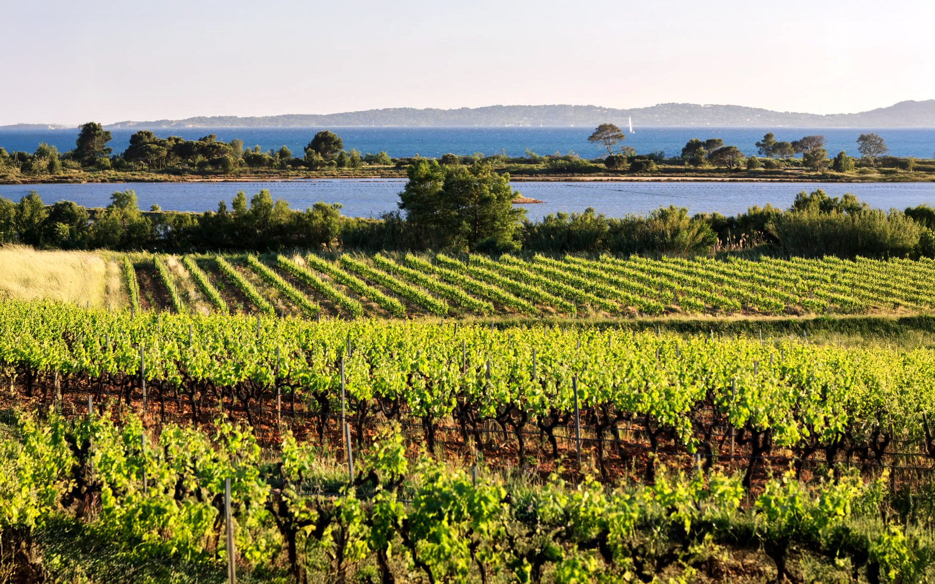 Vignes verdoyantes et paysage côtier méditerranéen baigné de soleil, vue magnifique.