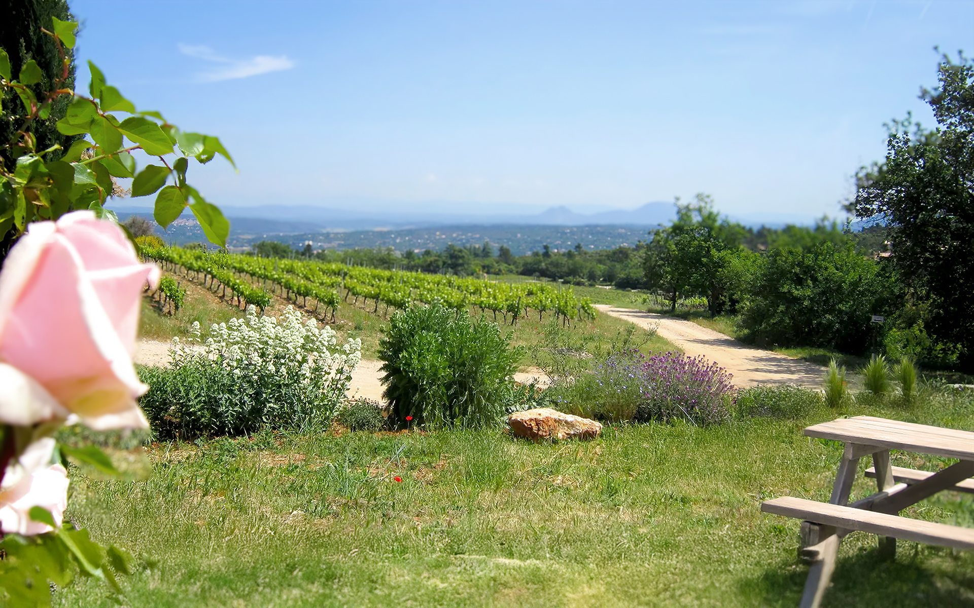Un paysage vallonné avec des vignes, une route de gravier et un pique-nique sous le soleil.