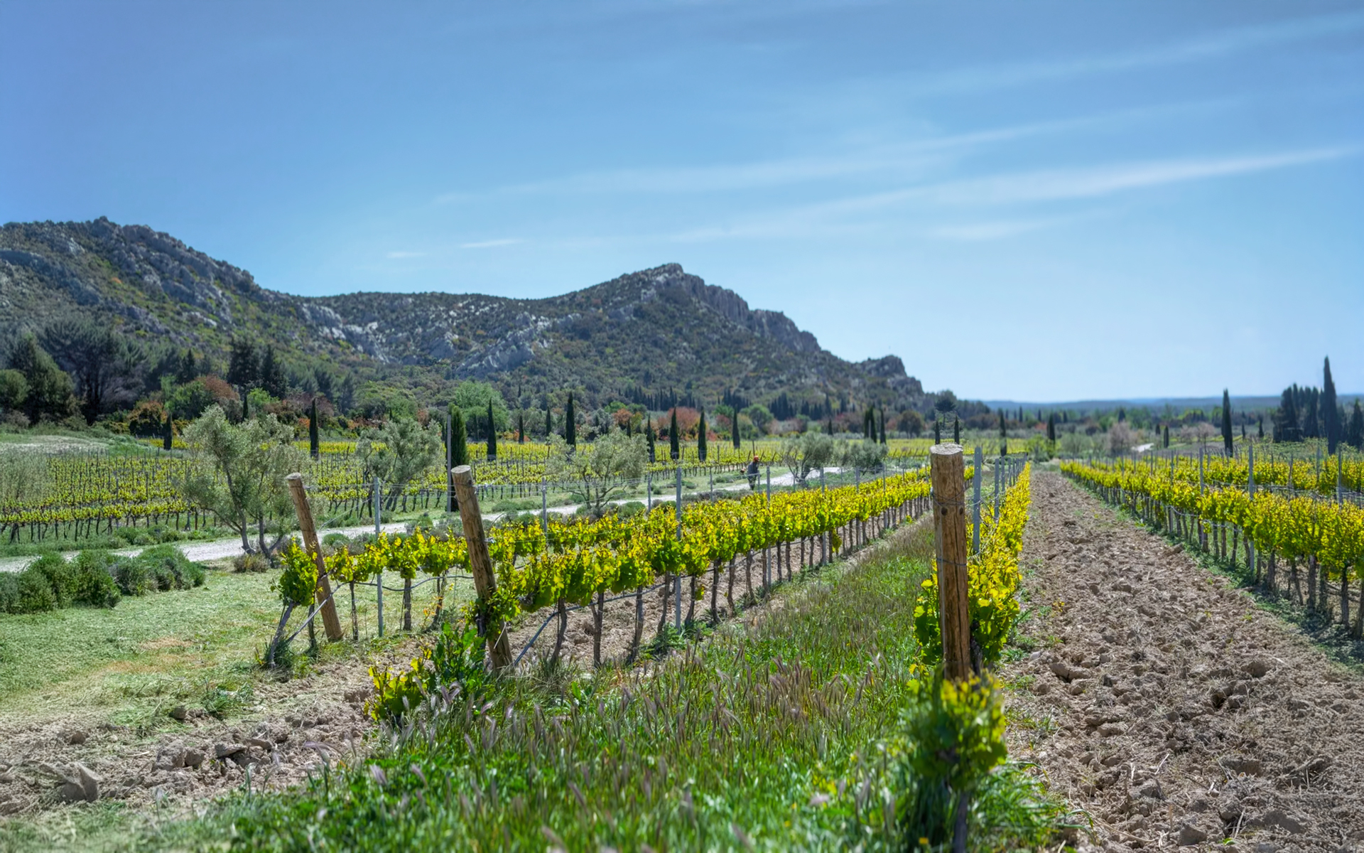 Les vignes dorées s'étendent dans un paysage vallonné sous un ciel bleu.