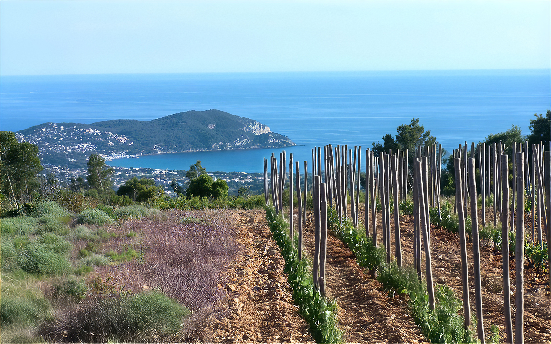Vignes méditerranéennes surplombant la mer et le paysage côtier.