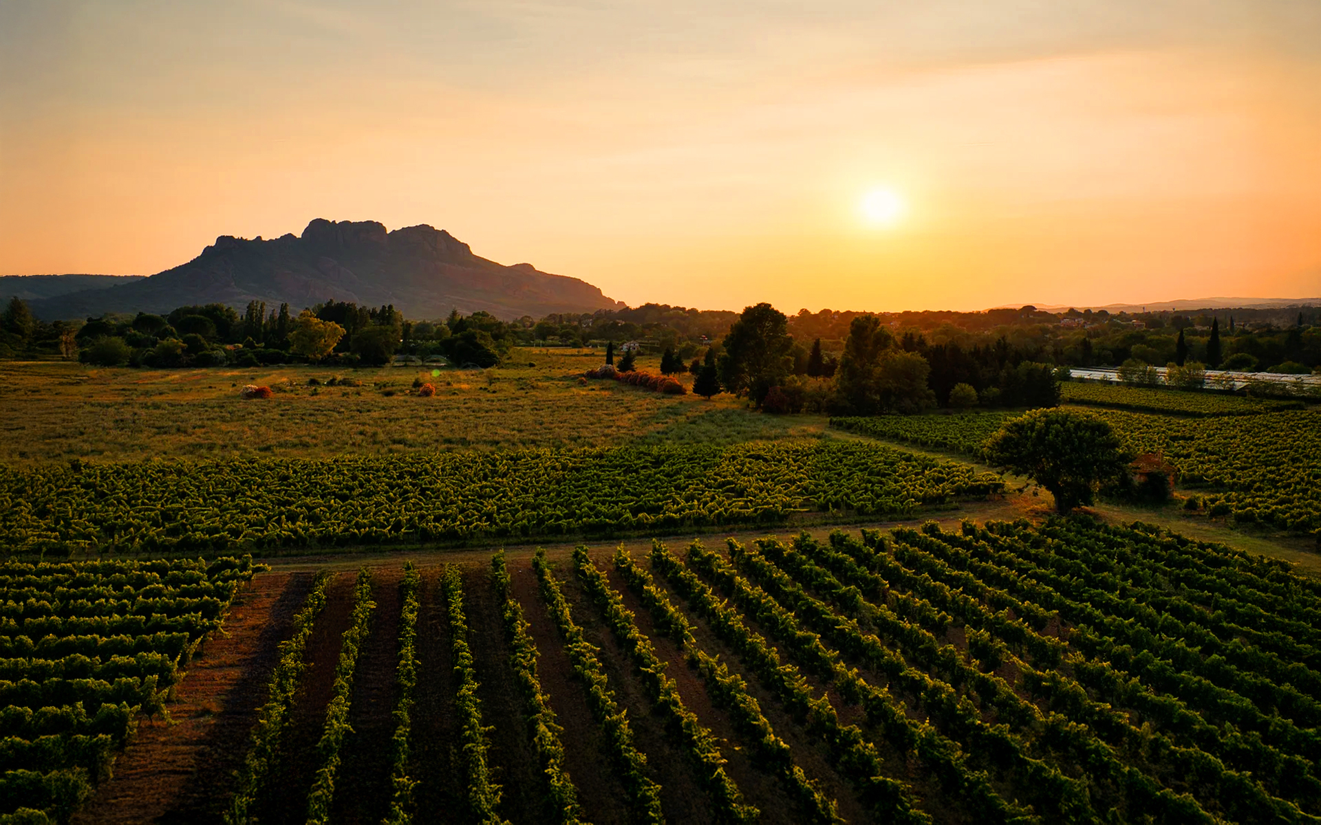 Paysage de vignobles au coucher du soleil, avec une montagne lointaine.