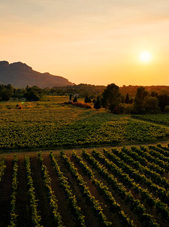 Paysage de vignobles au coucher du soleil, avec une montagne lointaine.