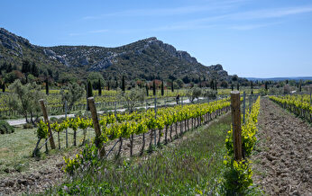 Des rangées de vignes fleuries s'étendent dans un paysage vallonné sous un ciel bleu.