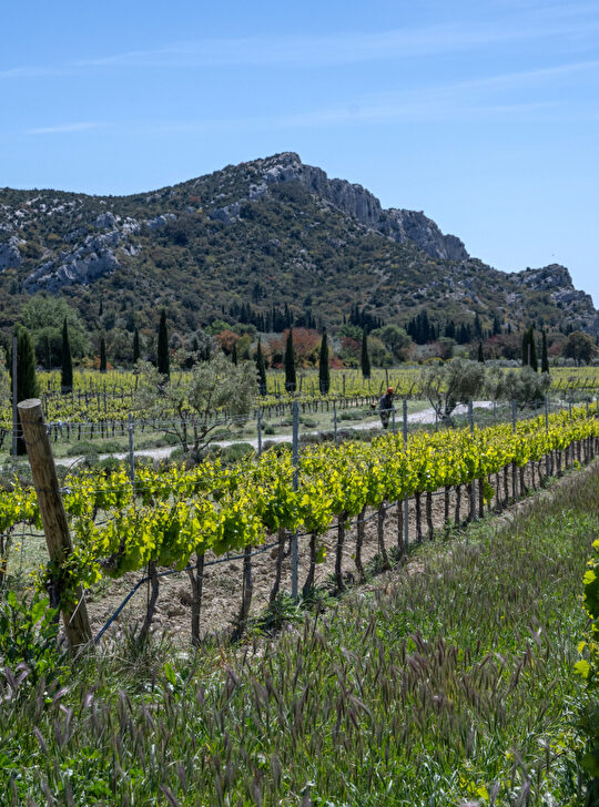 Des rangées de vignes fleuries s'étendent dans un paysage vallonné sous un ciel bleu.