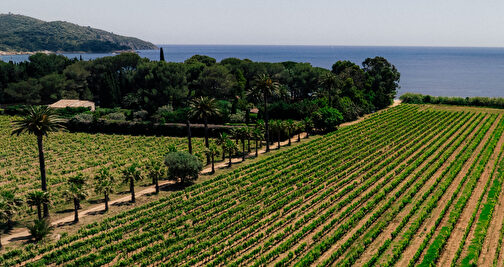 Un champ de vignes verdoyant surplombant la mer Méditerranée, paysage méditerranéen paisible.