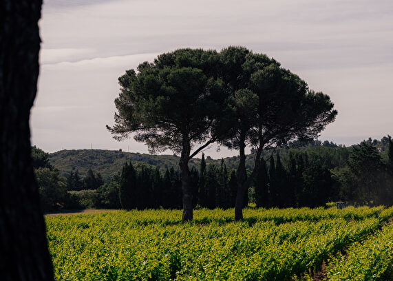 Un vignoble verdoyant sous un ciel nuageux, avec des pins majestueux en arrière-plan.
