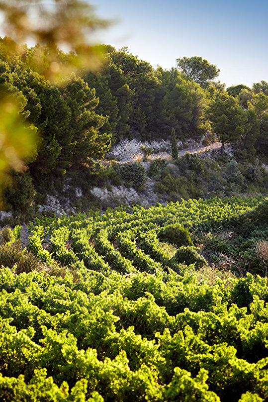 Vignes verdoyantes sur un coteau rocheux, sous un ciel bleu clair et lumineux.