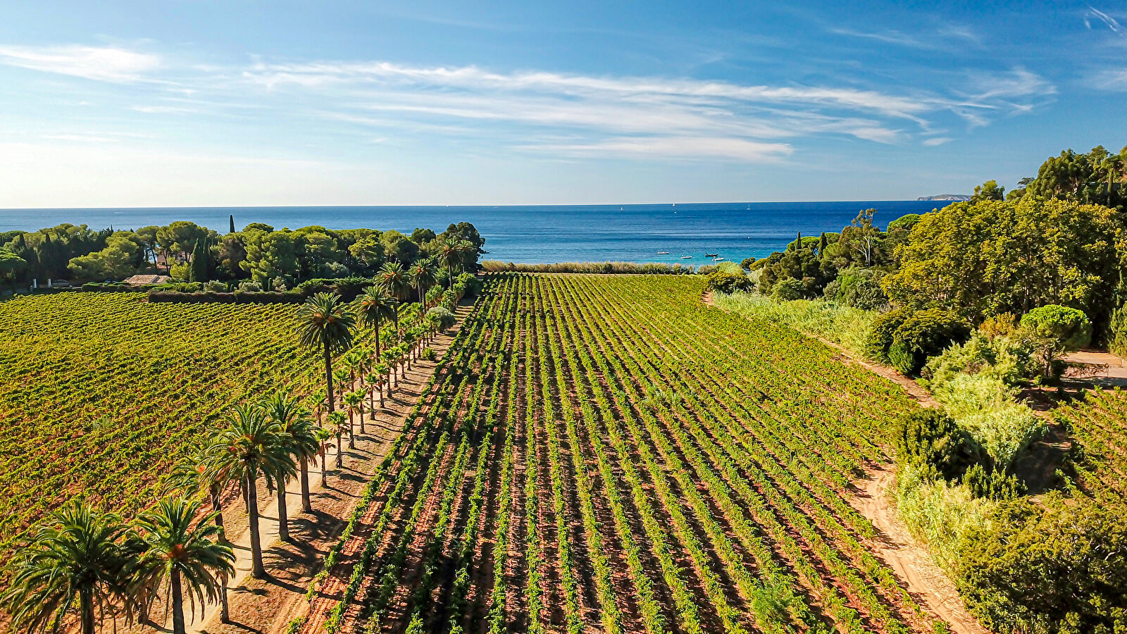 Un vignoble méditerranéen luxuriant surplombant la mer scintillante et les îles.
