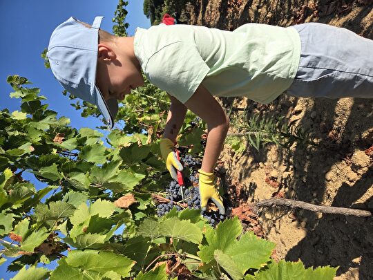 Un jeune homme récolte des raisins dans un vignoble ensoleillé avec des ciseaux.