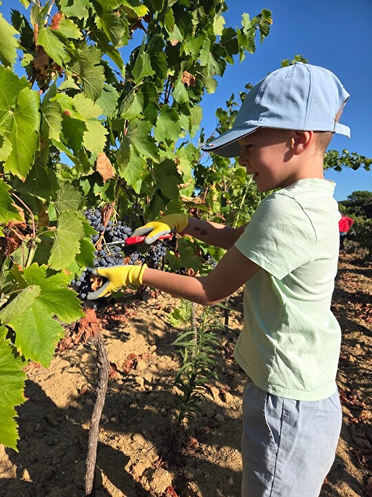 Un jeune homme récolte des raisins dans un vignoble ensoleillé, prêt pour la vendange.