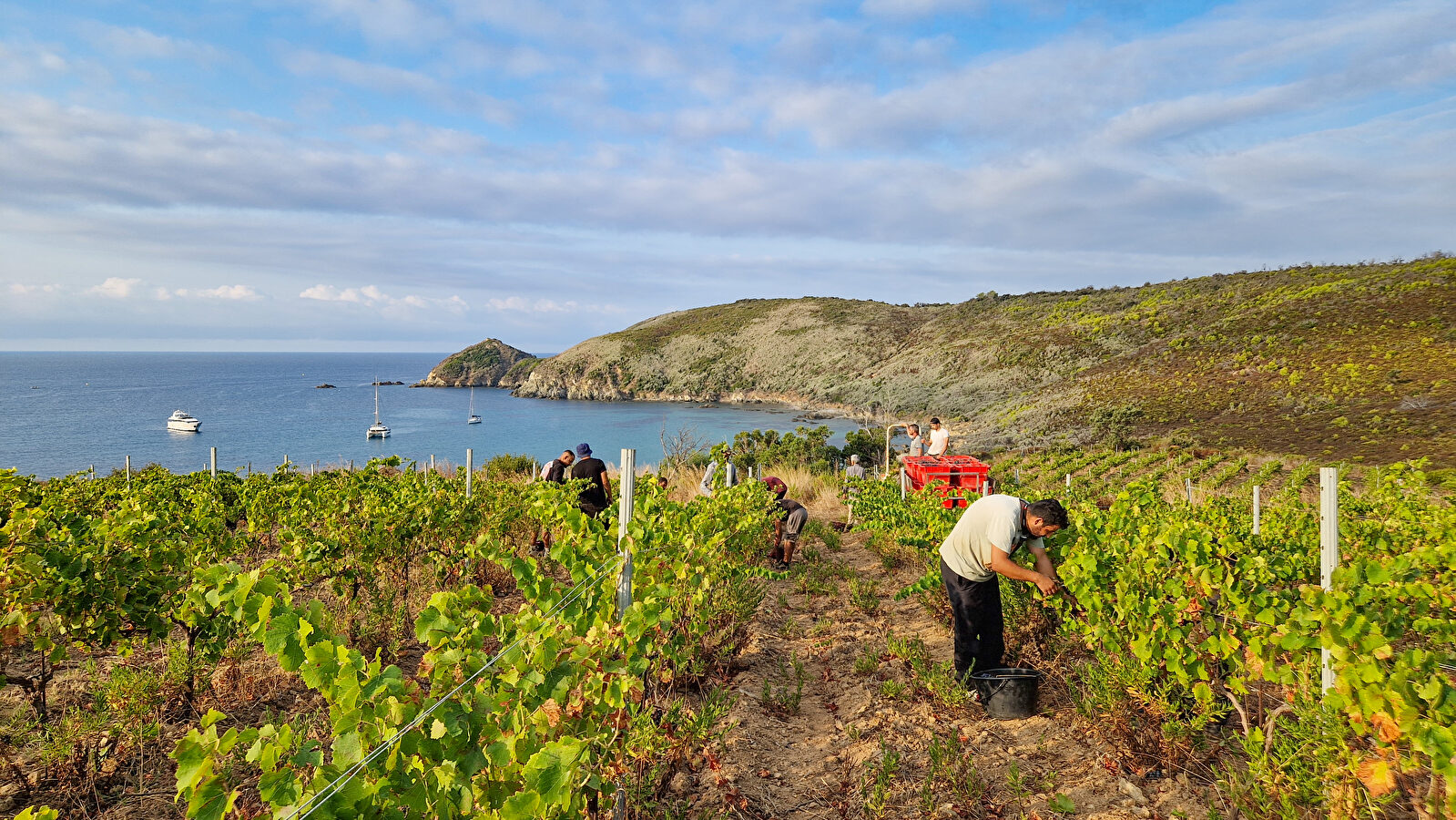 Vignerons travaillent dans les vignes surplombant la mer et les bateaux.