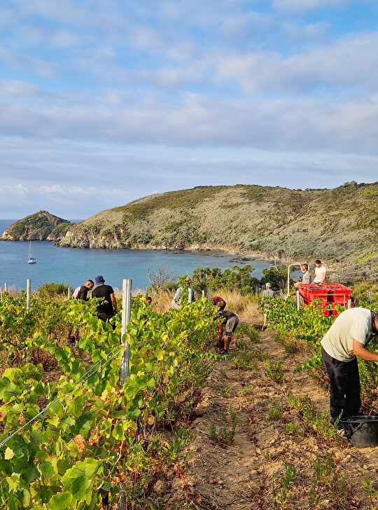 Vignerons travaillent dans les vignes surplombant la mer et les bateaux.